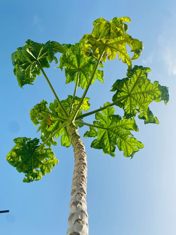 Neem Tree