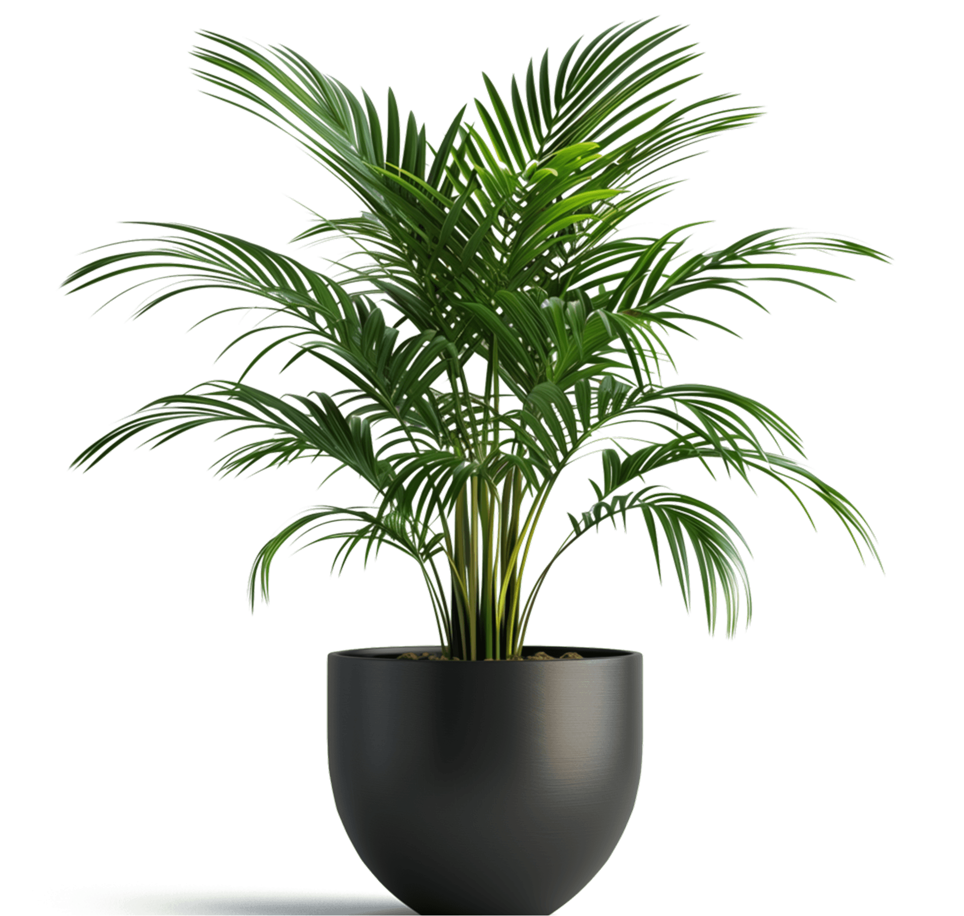 Rubber Tree